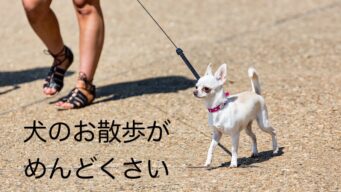 犬のこと ペット専門家ブログ